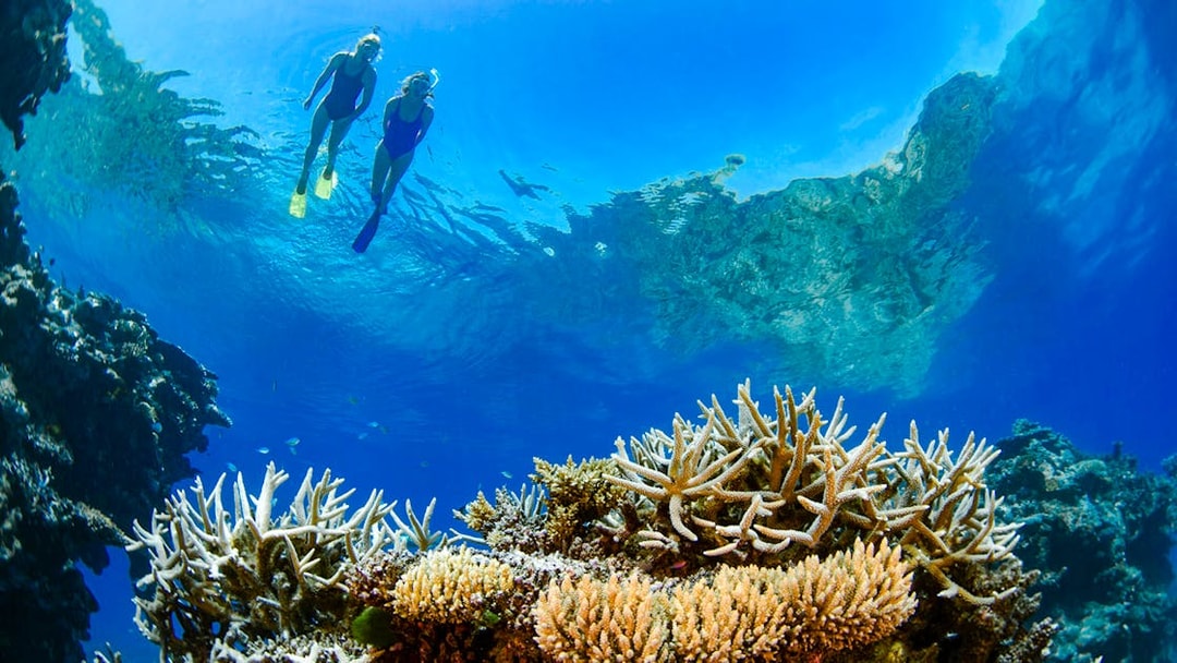 Tourists snorkeling above coral reef in Whitsundays, Australia.