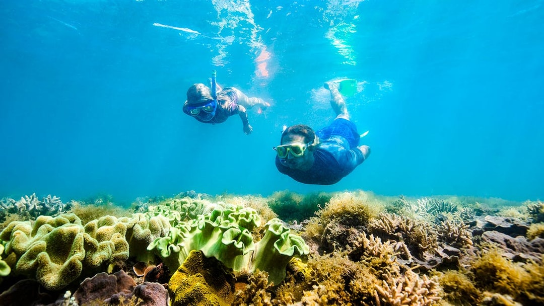Snorkelers exploring coral reef in Whitsundays, Australia.
