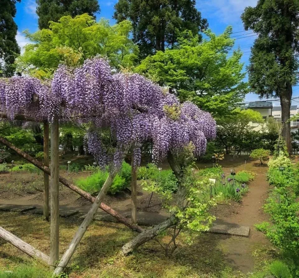 Aizu Matsudaira Clan Garden Oyakuen Entrance Ticket｜Accepting Immediate Reservations