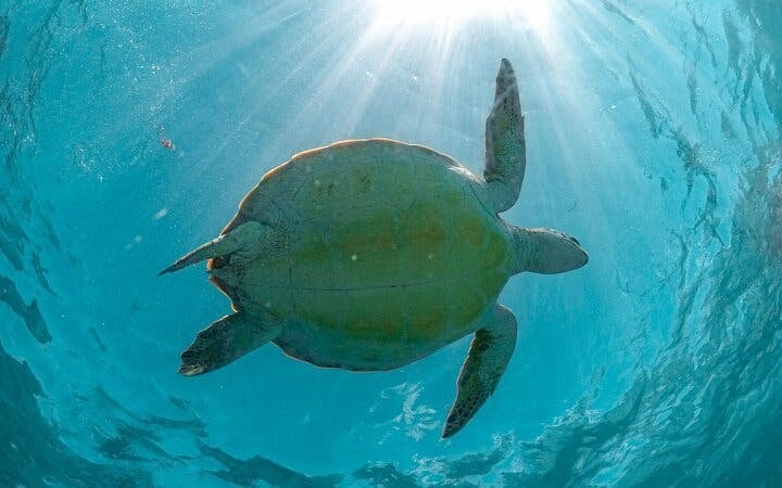 Akumal Bay Sea Turtle Snorkeling Guided Tour with Beach Free Time Image 6
