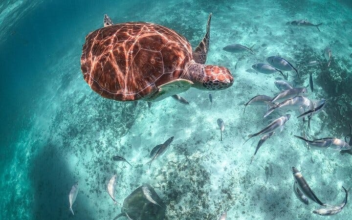 Akumal Bay Sea Turtle Snorkeling Guided Tour with Beach Free Time Image 8