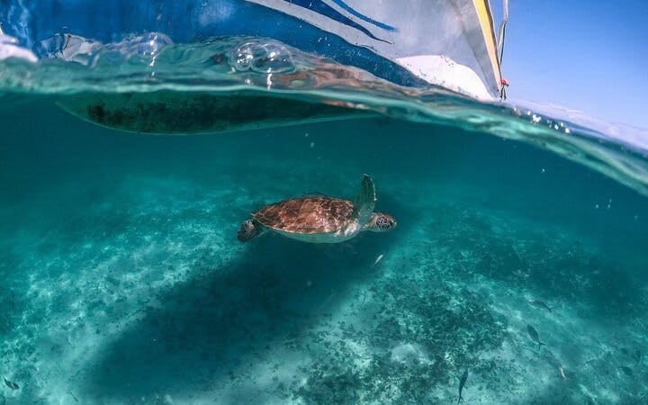 Akumal Bay Sea Turtle Snorkeling Guided Tour with Beach Free Time Image 9