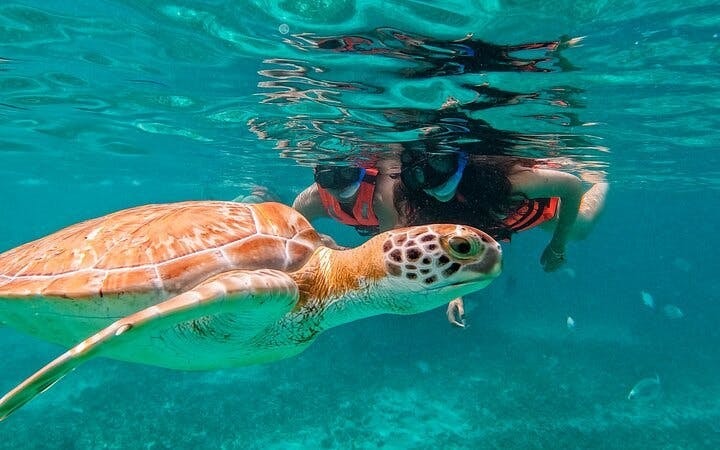 Akumal Snorkeling With Turtles Image 2