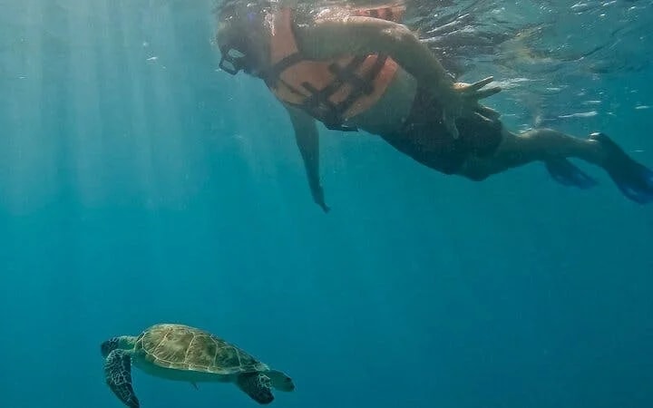 Akumal Snorkeling With Turtles Image 7