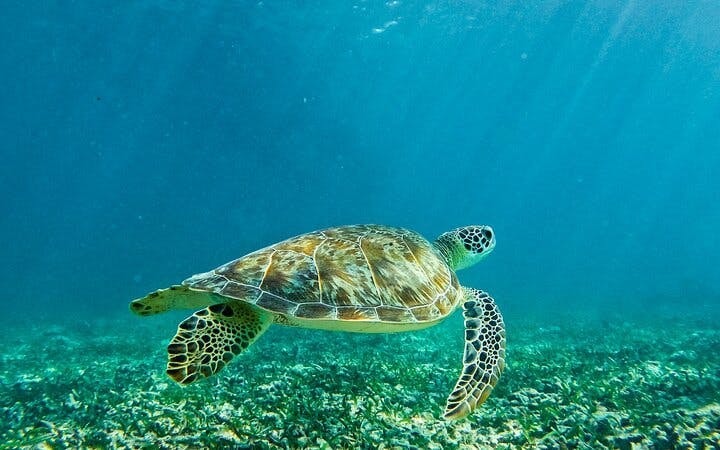 Akumal Snorkeling With Turtles Image 9