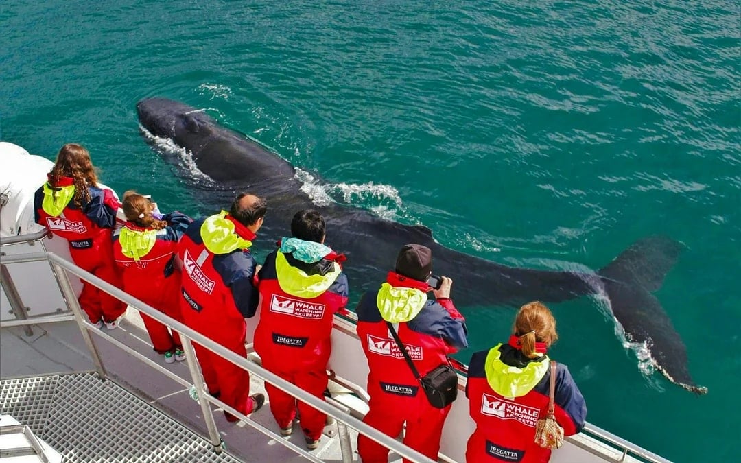 Akureyri: 3-Hour Classic Whale Watching Tour by Ship Image 1