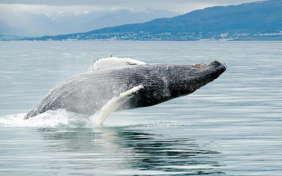 Akureyri: 3-Hour Classic Whale Watching Tour by Ship Image 3