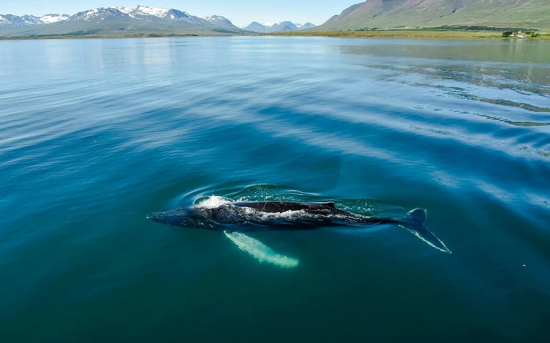 Akureyri: 3-Hour Classic Whale Watching Tour by Ship Image 5