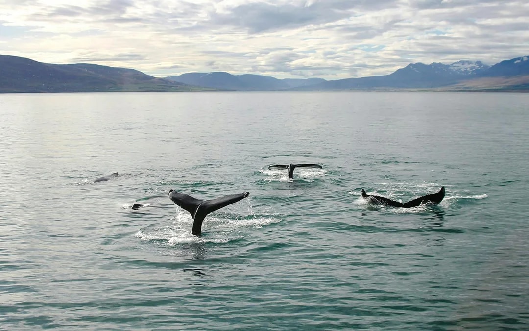 Akureyri: 3-Hour Classic Whale Watching Tour by Ship Image 6
