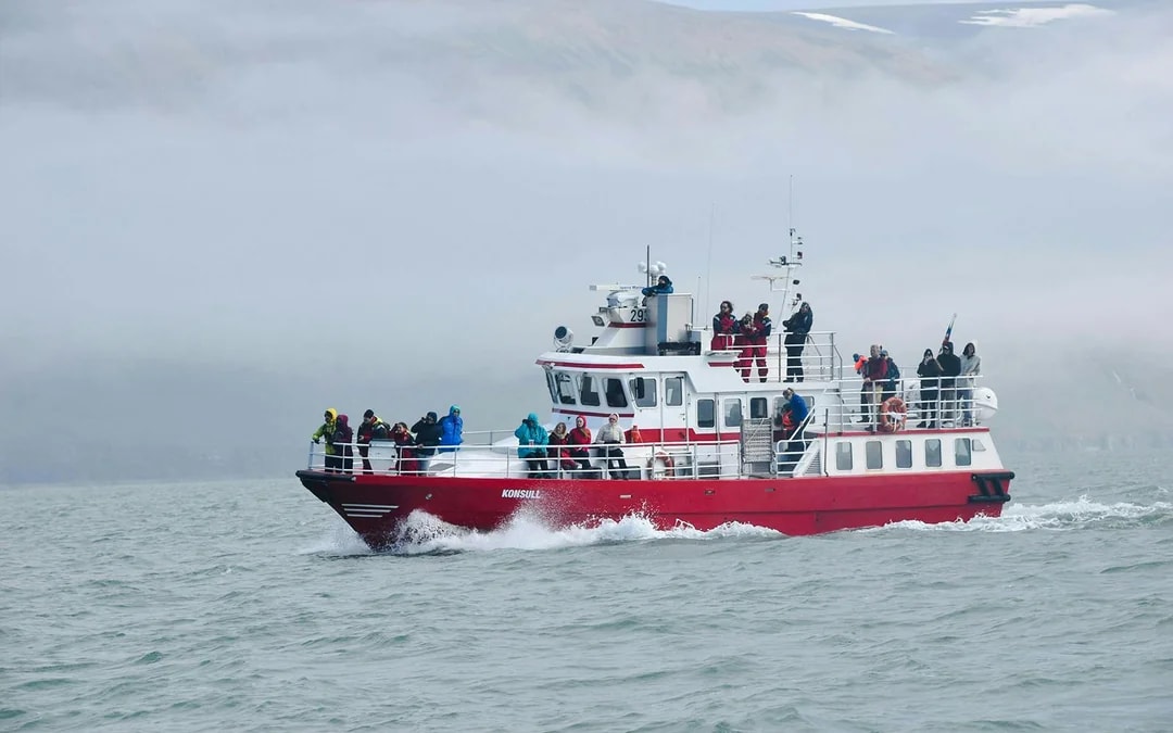 Akureyri: 3-Hour Classic Whale Watching Tour by Ship Image 9