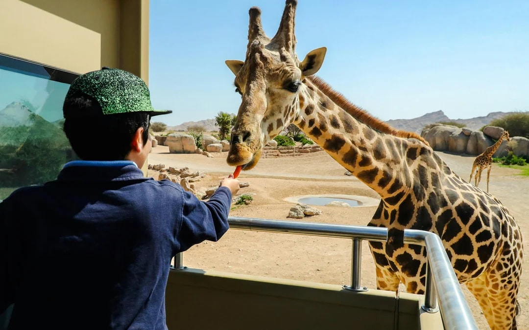 Al Ain Zoo Tickets Image 11