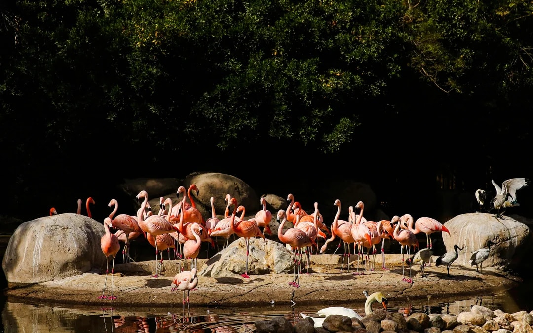 Al Ain Zoo Tickets Image 7