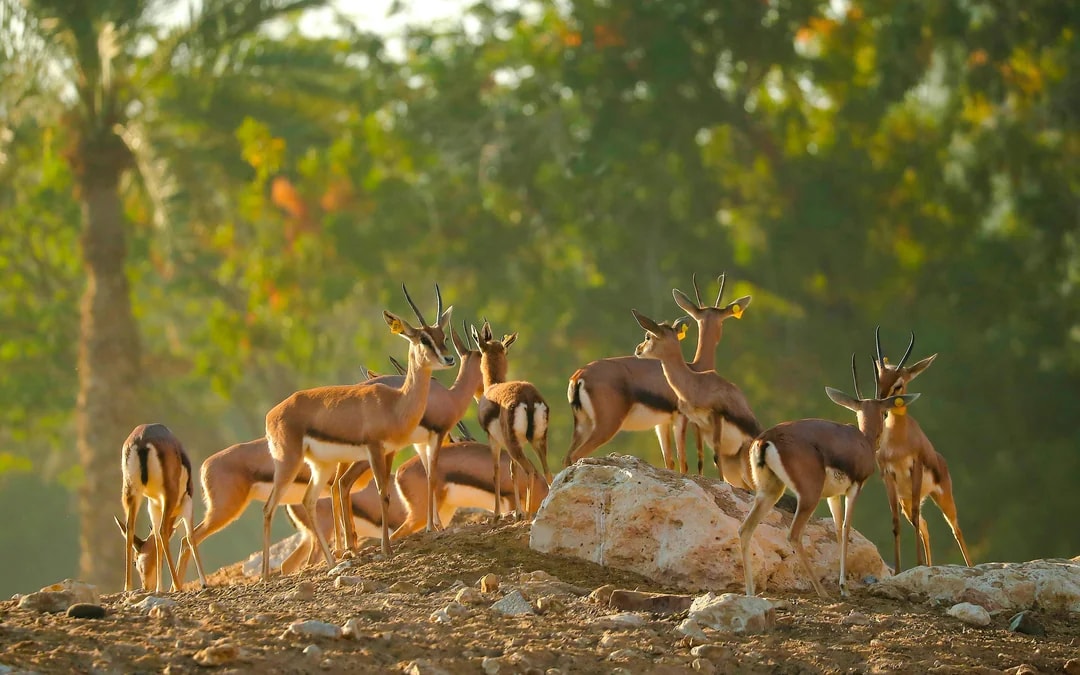 Al Ain Zoo Tickets Image 9