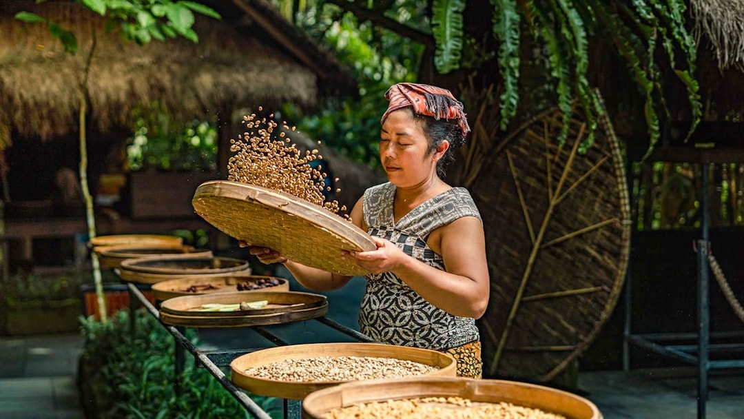 Coffee worker processing beans at Alas Harum Bali.
