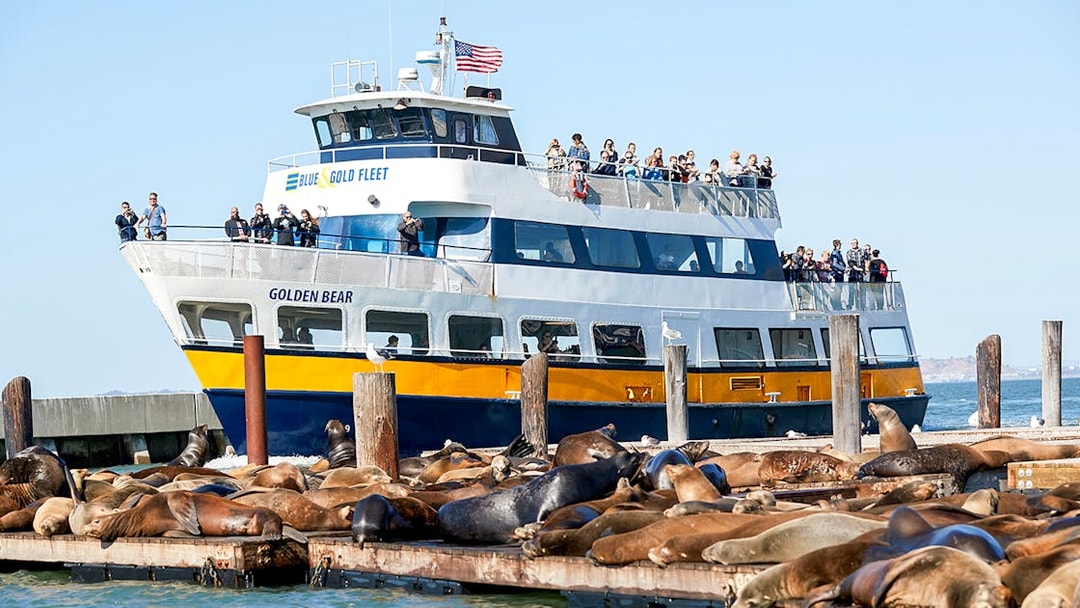 Tour boat near sea lions on San Francisco Bay during Alcatraz cruise.