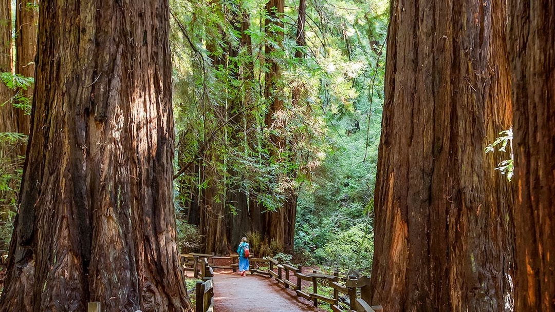 Pathway through towering redwoods in Muir Woods, part of Alcatraz Tour with Sausalito.