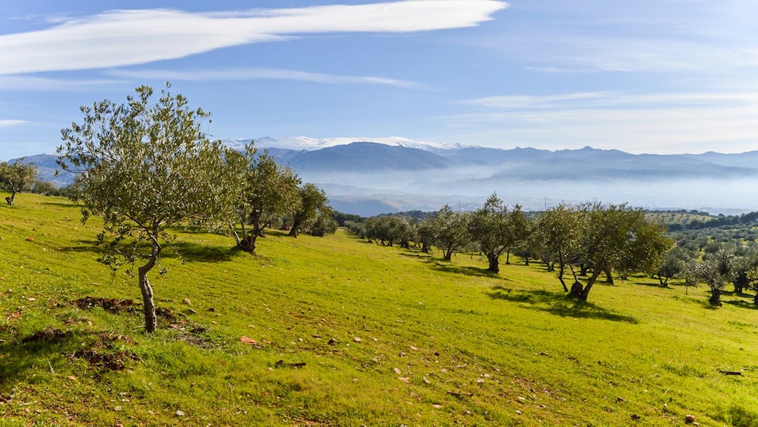 Olive trees on a hillside with Sierra Nevada mountains in the background, near Alhambra, Spain.
