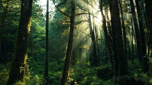 Alishan National Scenic Area experience image 3