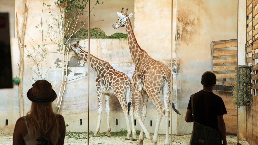 Giraffes in Prague Zoo enclosure viewed by visitors, part of Prague Card tour.