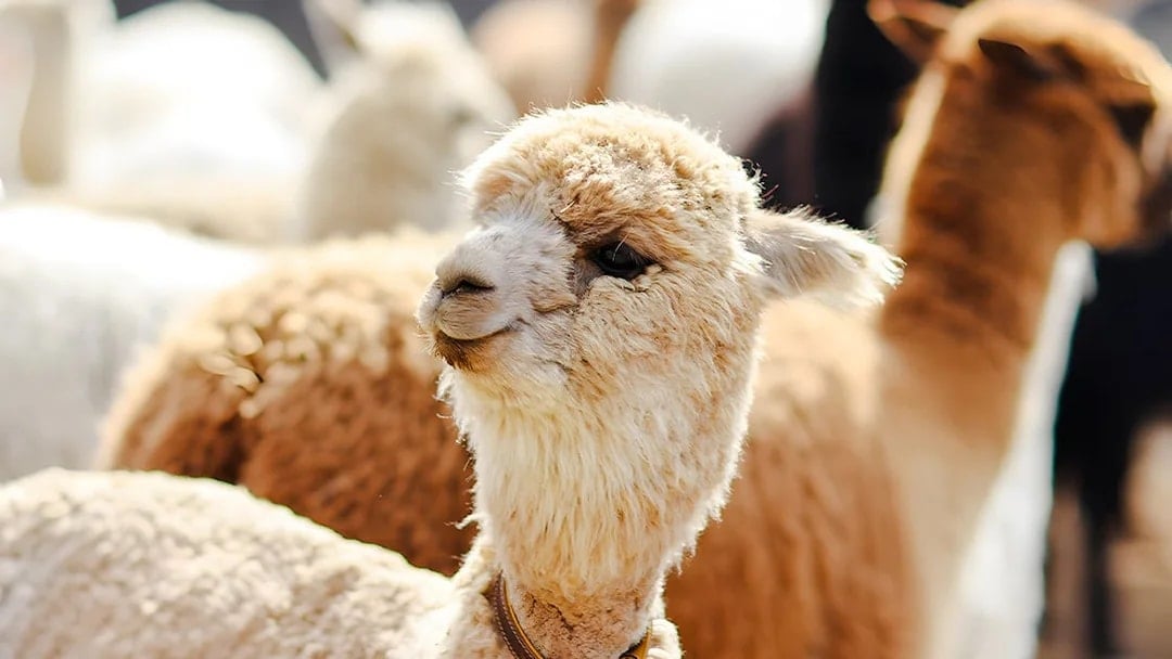 Alpaca World Admission Tickets, Seoul