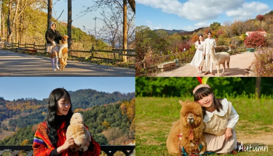 AlpacaWorld Ticket in Hongcheon