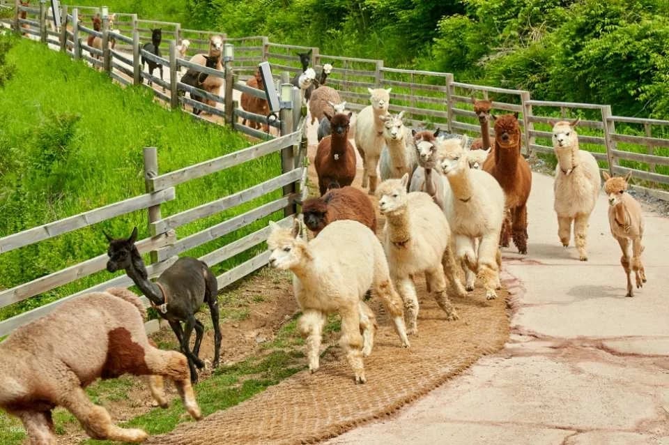 AlpacaWorld Ticket in Hongcheon