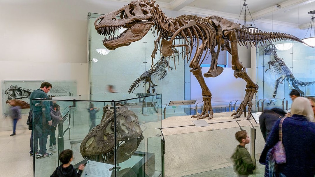 Visitors viewing dinosaur skeletons at the American Museum of Natural History on Combo Save 24% tour.