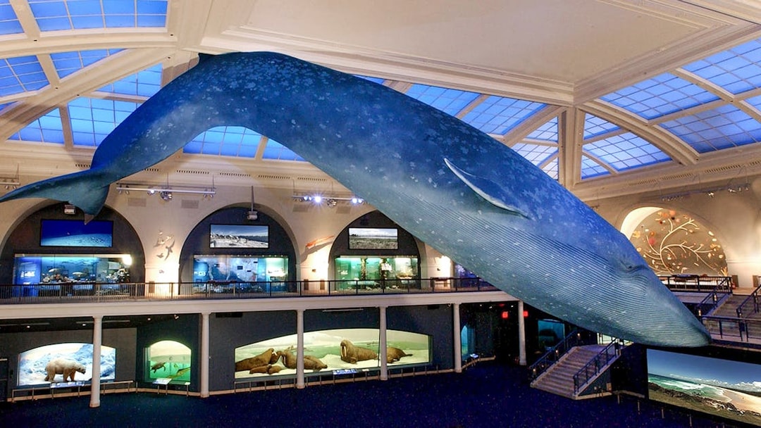 Blue whale model suspended in the American Museum of Natural History exhibit hall.