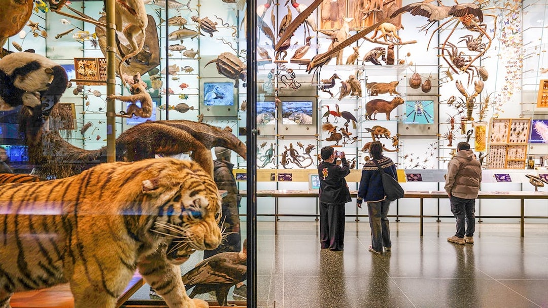 Diorama of diverse animal species at American Museum of Natural History, visitors observing exhibits.