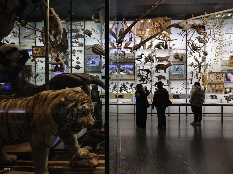 American Museum of Natural History Ticket