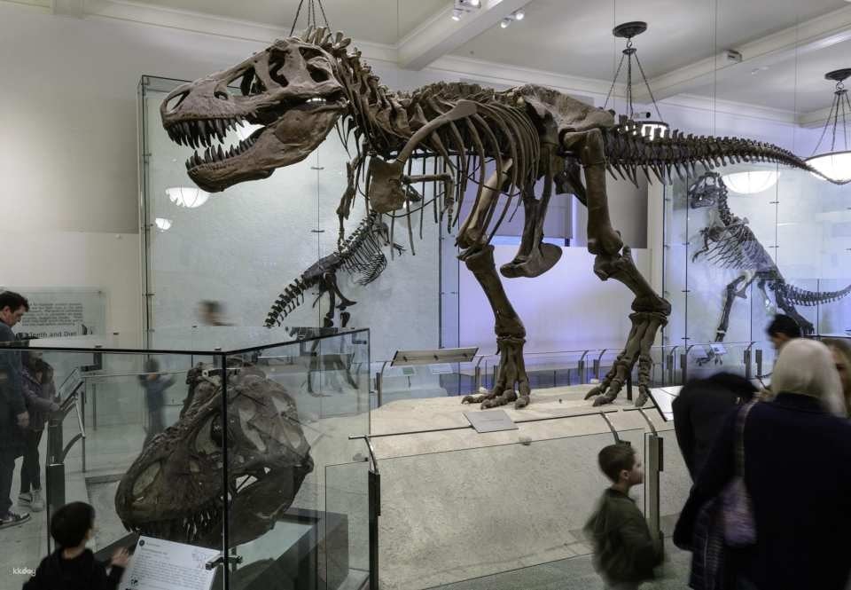 American Museum of Natural History Ticket (604542)