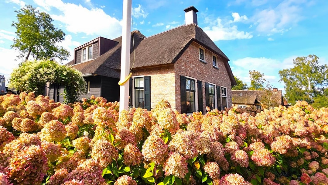 Thatched-roof house surrounded by hydrangeas in Giethoorn, Netherlands.