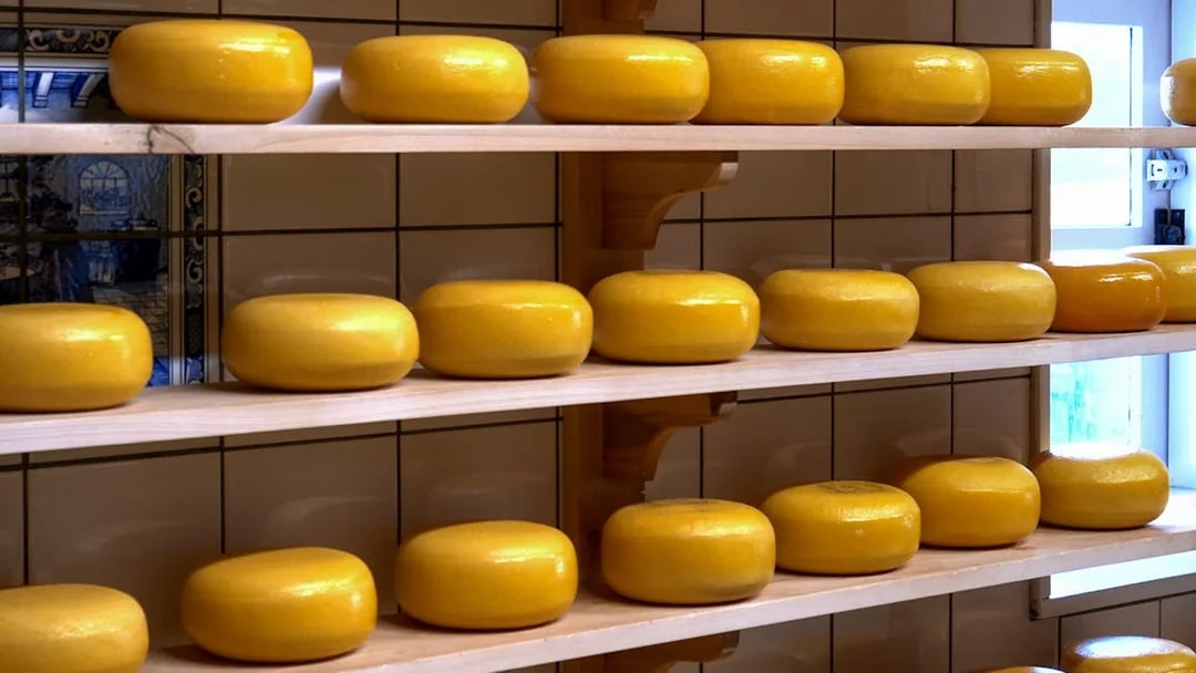 Cheese wheels aging on shelves in a Dutch cheese factory, part of Giethoorn & Zaanse Schans Day Tour.