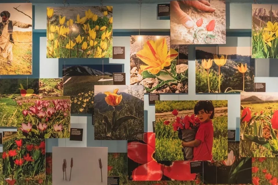 Amsterdam Tulip Museum | The Netherlands