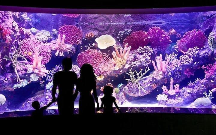 Antalya Aquarium and Face2Face Wax Museum Combo Ticket Image 6