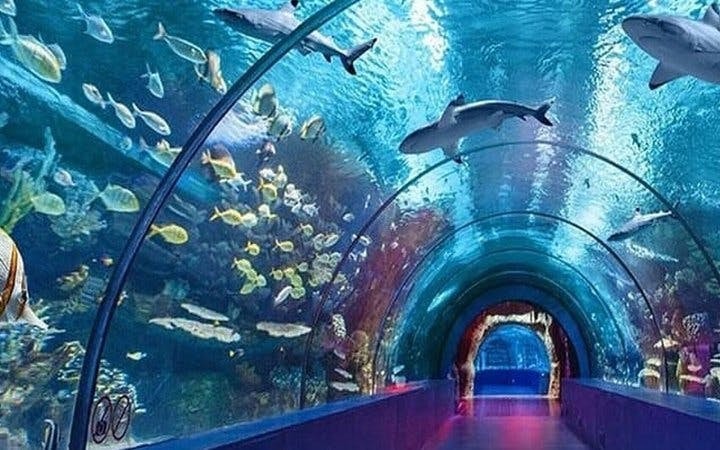 Antalya Aquarium and Face2Face Wax Museum Combo Ticket Image 7