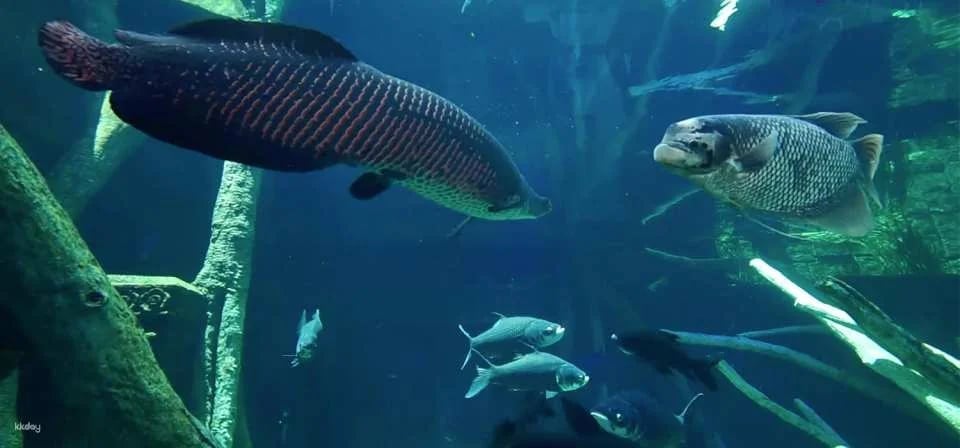 Aquaria Phuket Ticket | Thailand