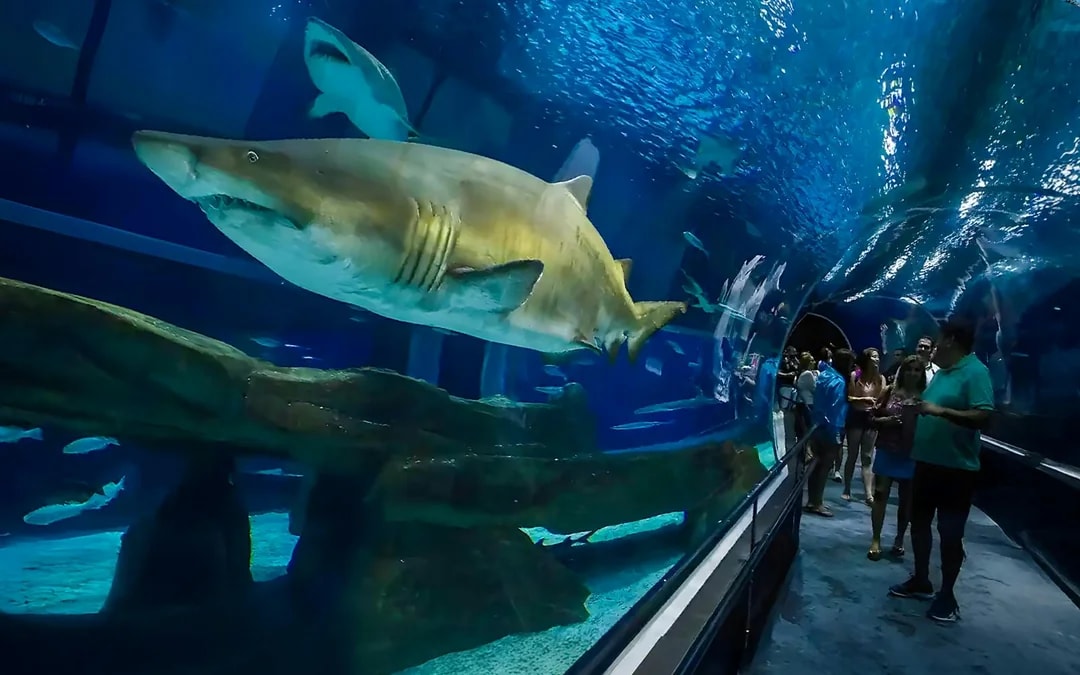 AquaRio, Museum of Tomorrow, and Olympic Boulevard Guided Tour Image 9