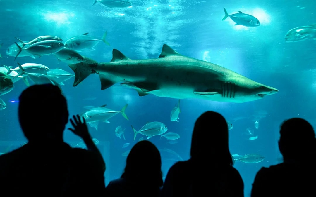 AquaRio: Rio de Janeiro Aquarium Tickets Image 11