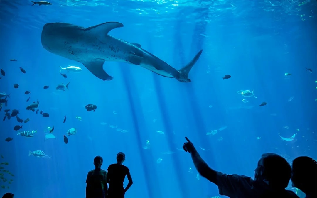 AquaRio: Rio de Janeiro Aquarium Tickets Image 7
