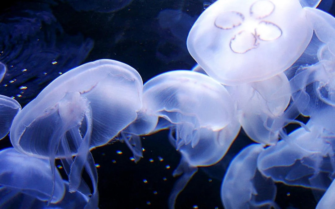Aquarium of the Bay Tickets Image 7