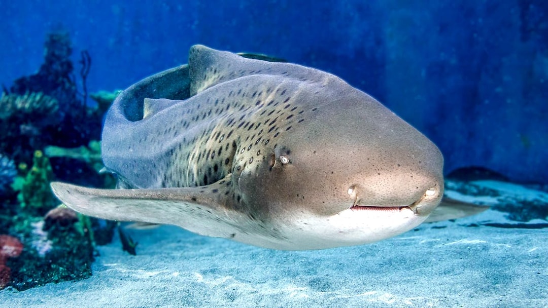 Zebra shark swimming in Aquarium of the Pacific.