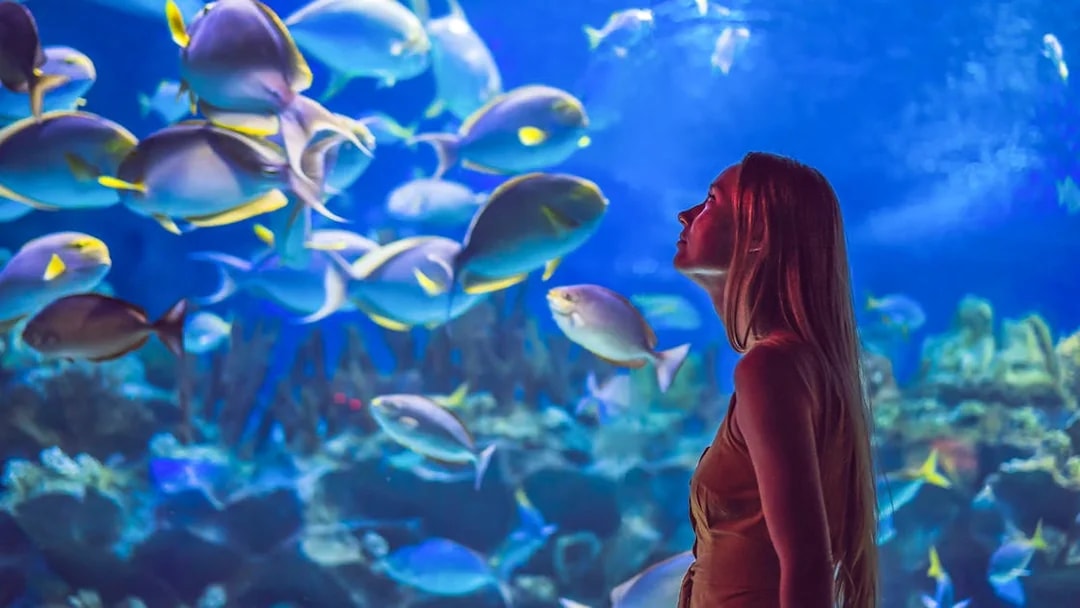 Visitor observing colorful fish at Aquarium of the Pacific.