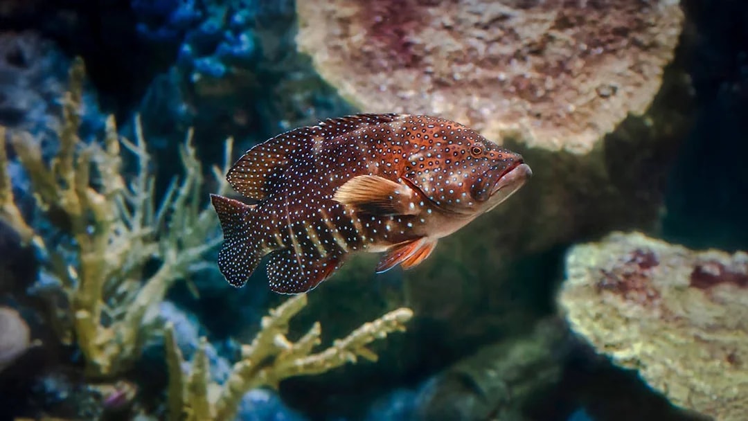 Colorful fish swimming near coral at Aquarium of the Pacific.