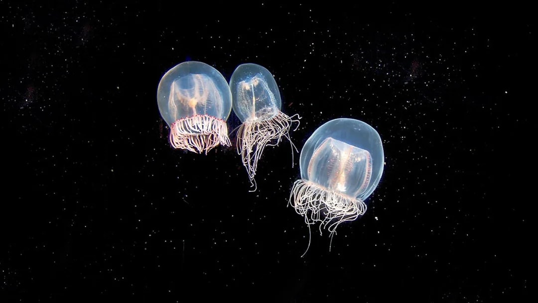 Jellyfish swimming at Aquarium of the Pacific exhibit.