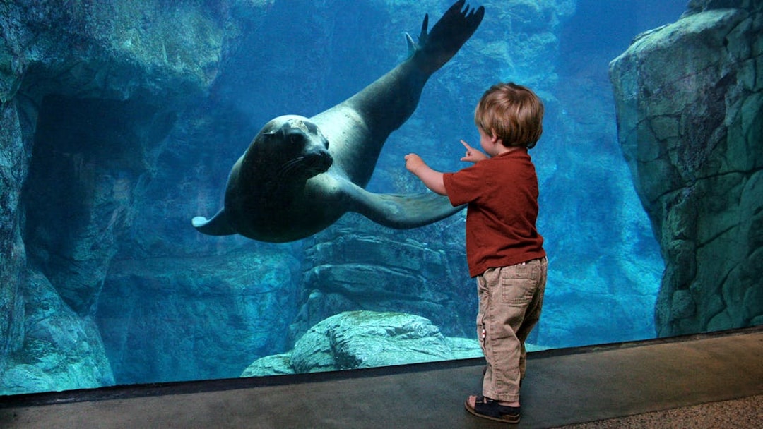 Child watching sea lion at Aquarium of the Pacific with skip-the-line tickets.
