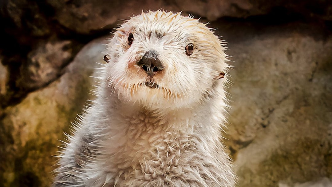 Sea otter at Aquarium of the Pacific exhibit.