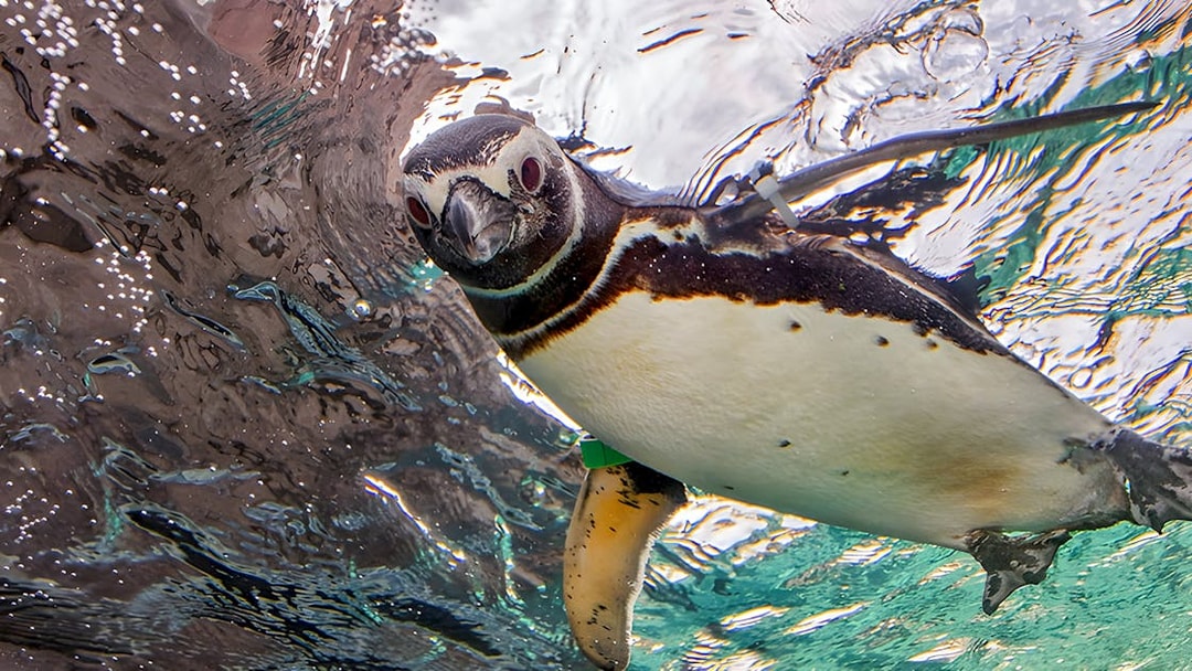 Penguin swimming underwater at Aquarium of the Pacific.
