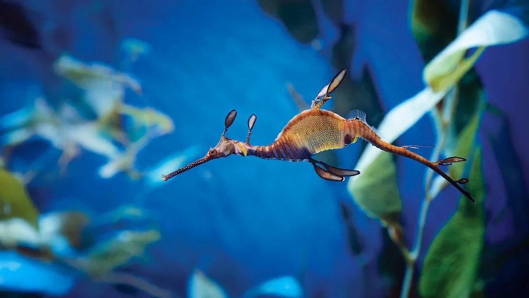 Weedy seadragon swimming at Aquarium of the Pacific, Long Beach.
