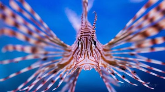Aquarium of the Pacific: admission
